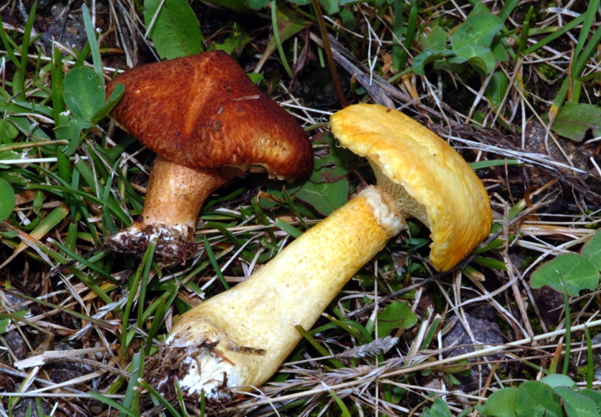 Boletinus cavipes